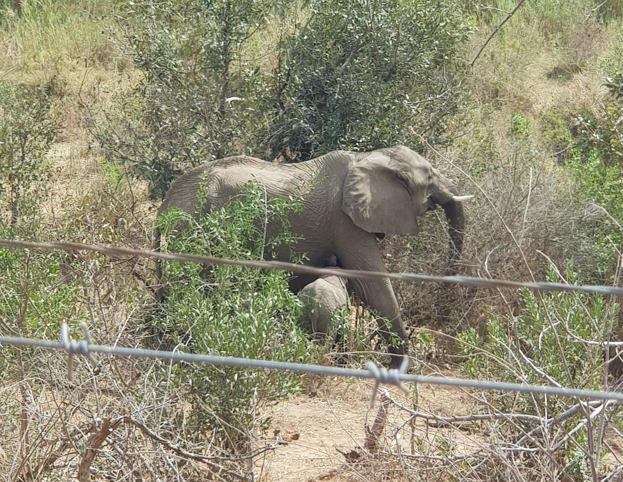 HomeBase Kruger Marloth Park Exterior foto