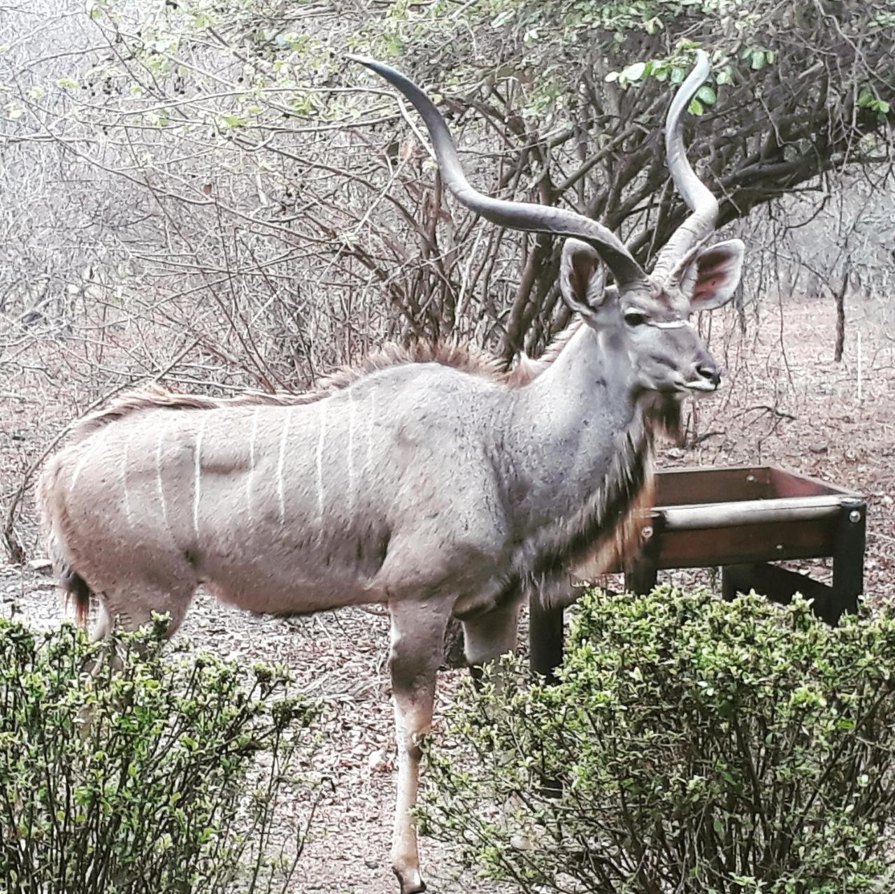 HomeBase Kruger Marloth Park Exterior foto